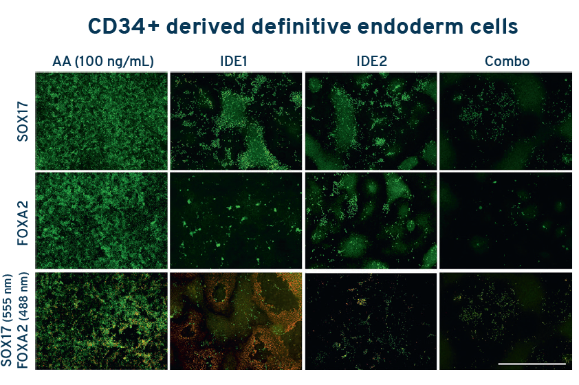 CD34+ derived definitive endoderm cells