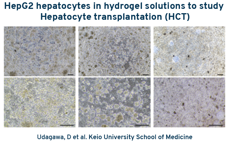 HepG2 hepatocytes in hydrogel solutions