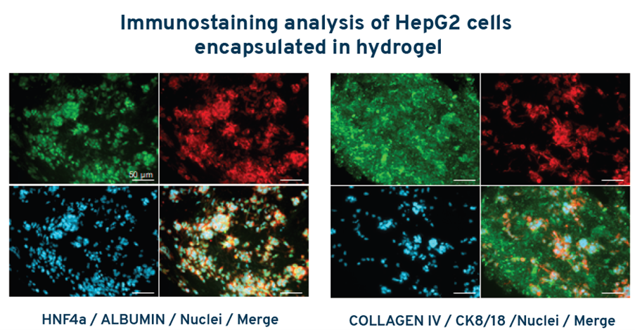 Immunostaining analysis of HepG2