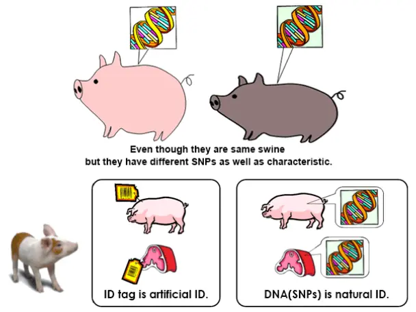 DNA merupakan identitas alami makhluk hidup yang unik yang tidak mungkin sama/identik antara satu dengan lainnya