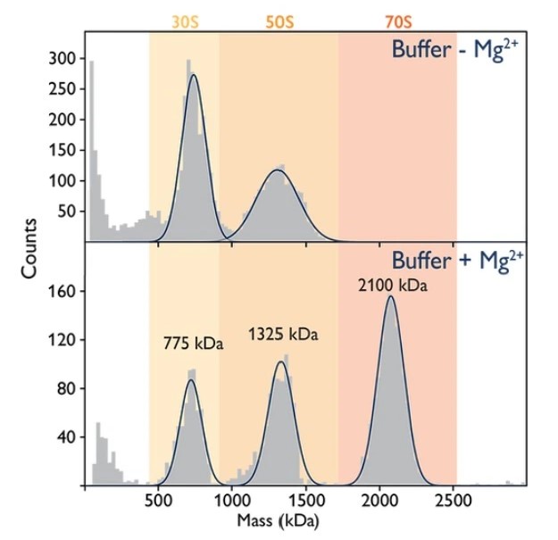 Mass Photometry Protein-DNA Interaction