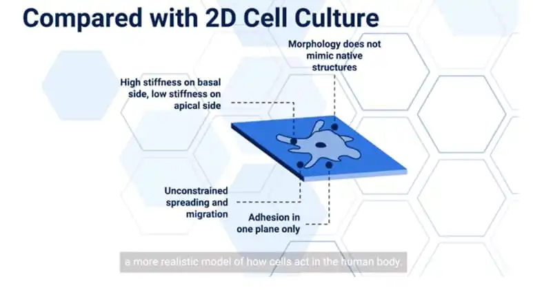 CollaFibR™ scaffolds for 3D cell culture