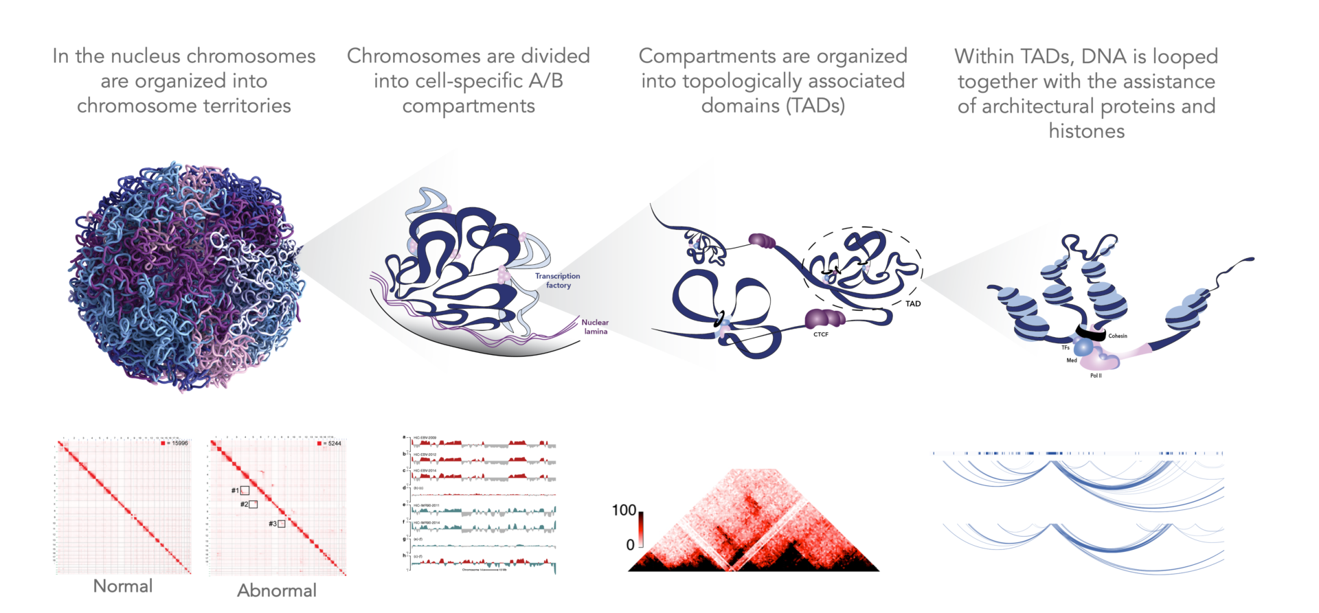 Arima-HiC+ for Genome-Wide Hi-C 3d Genome Structure